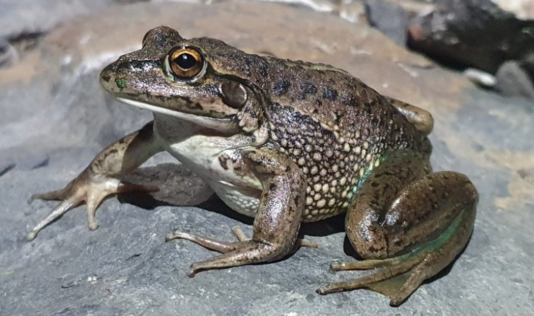 chw_inner-page-banner_768x455_tablet_growling-grass-frog_1